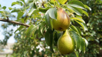 hruška pears-1639117 1280